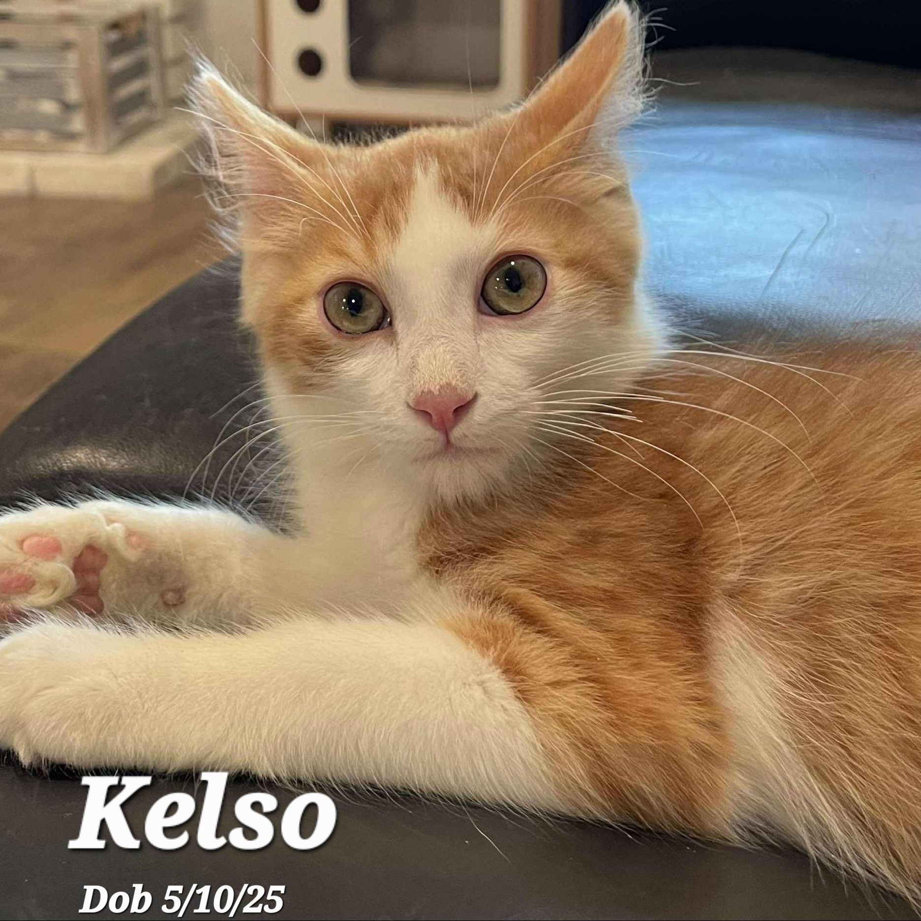 Kelso