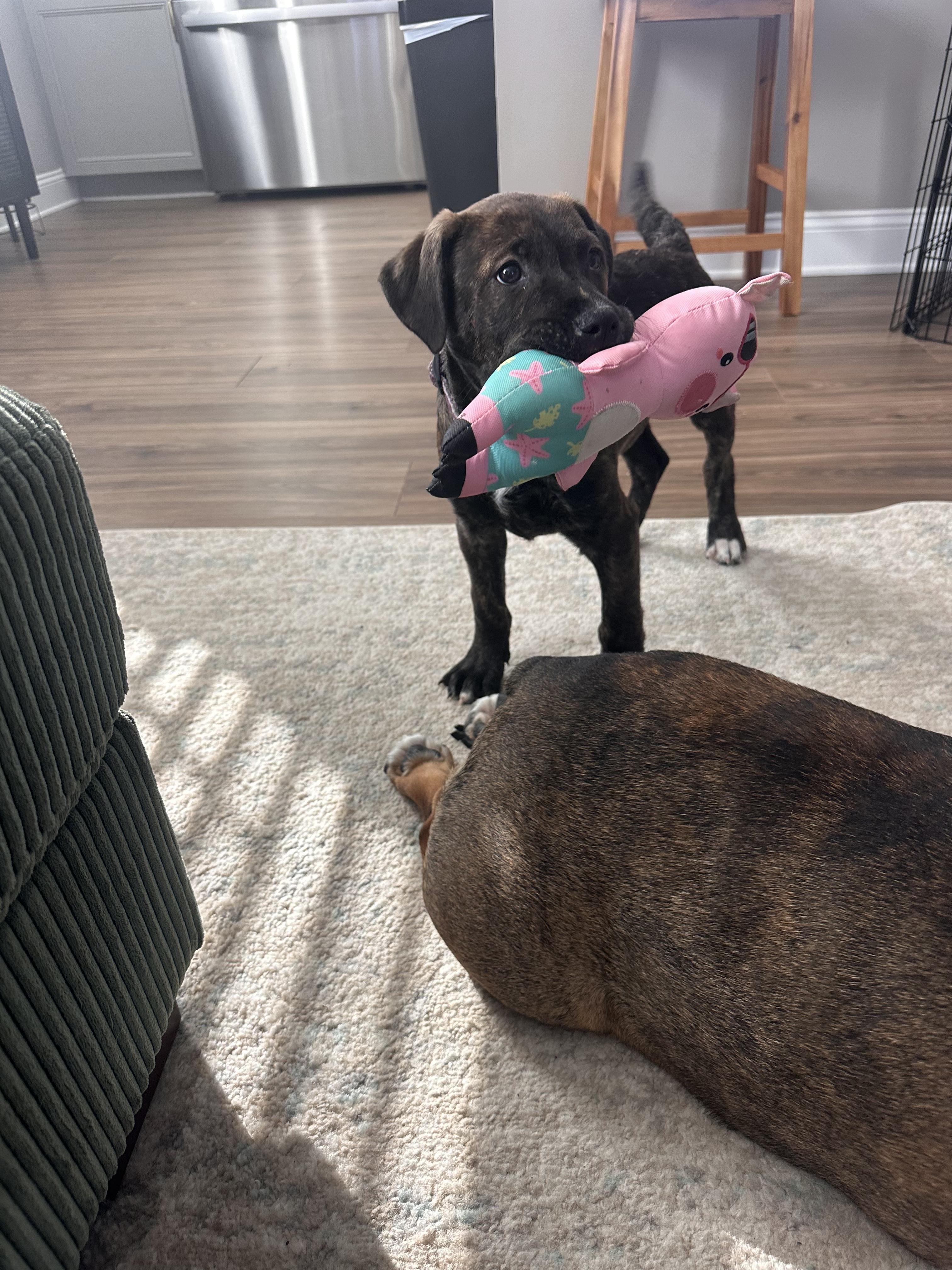 French Fry thumbnail 4