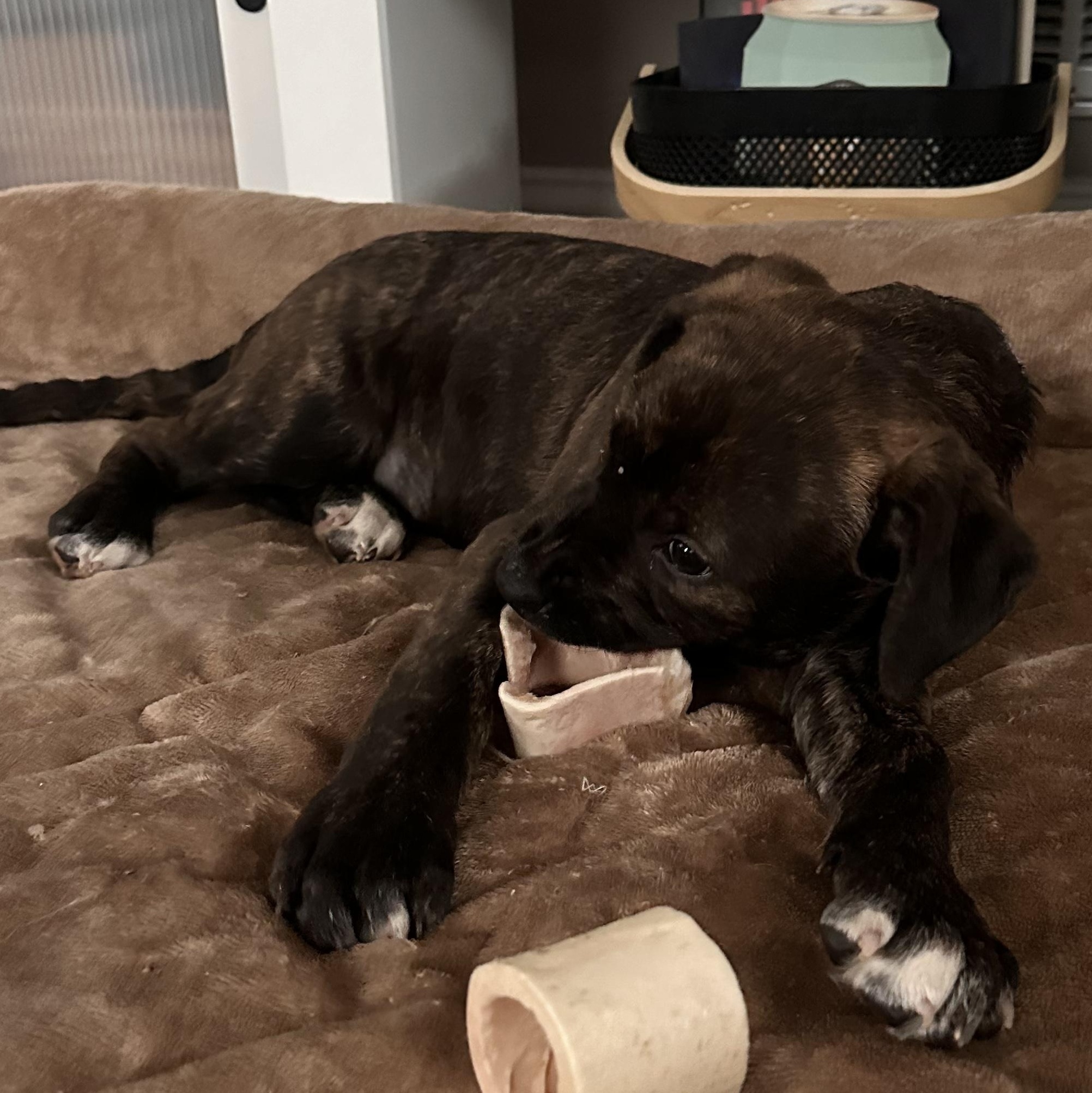 French Fry thumbnail 5