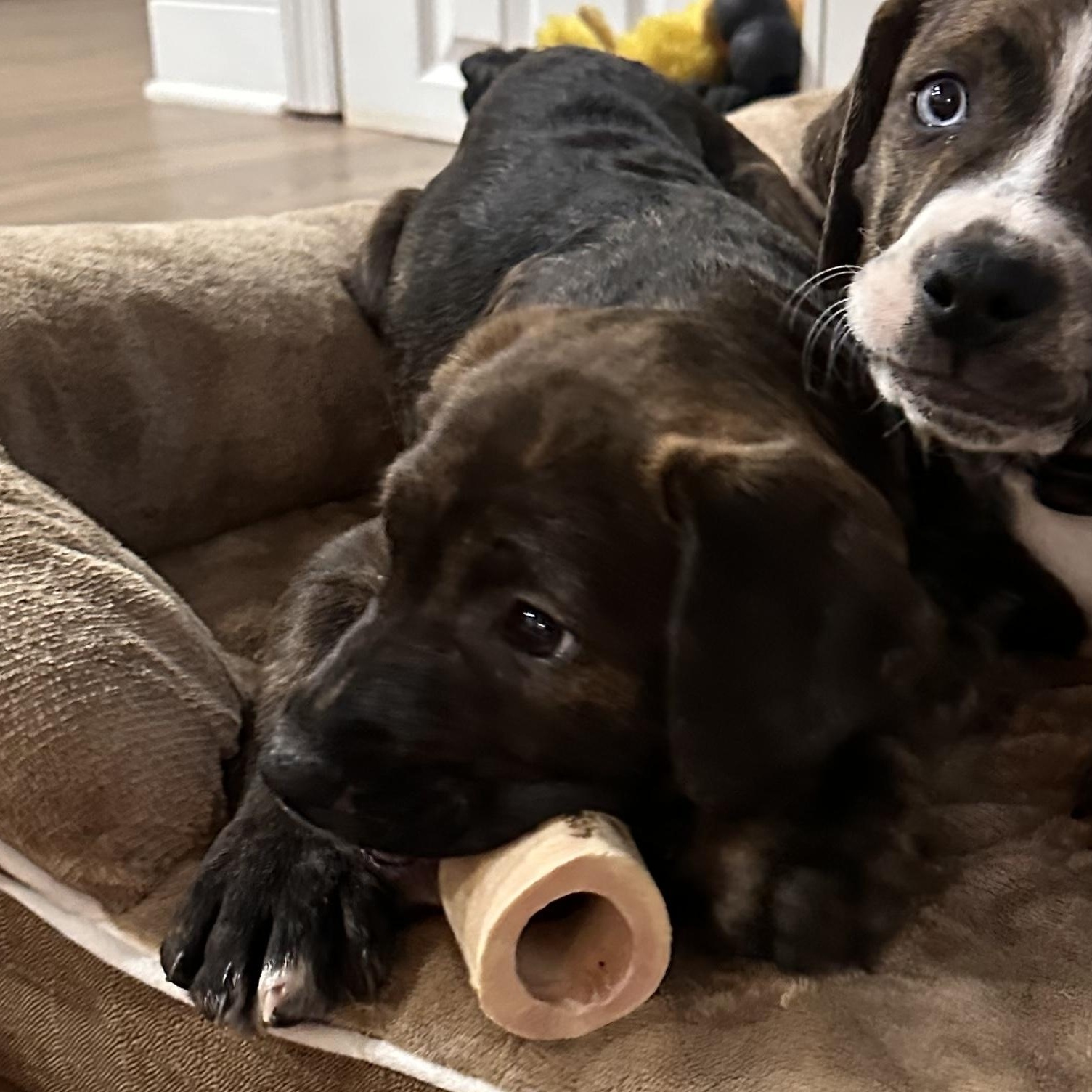 French Fry thumbnail 6