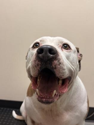 Enlarge Good Boy, a Adoptable mixed breed in Bellingham, WA image 2/3