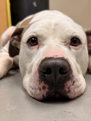 Enlarge Good Boy, a Adoptable mixed breed in Bellingham, WA image 1/3