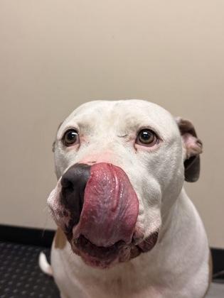 Enlarge Good Boy, a Adoptable mixed breed in Bellingham, WA image 3/3