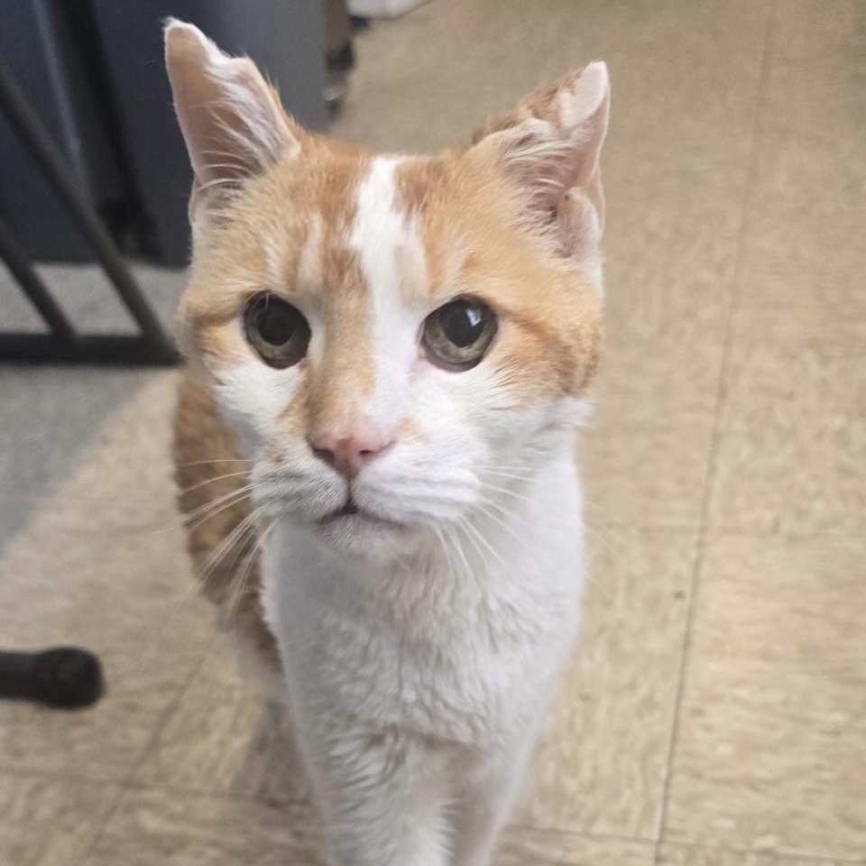 PePe, Adult Male Domestic Short Hair