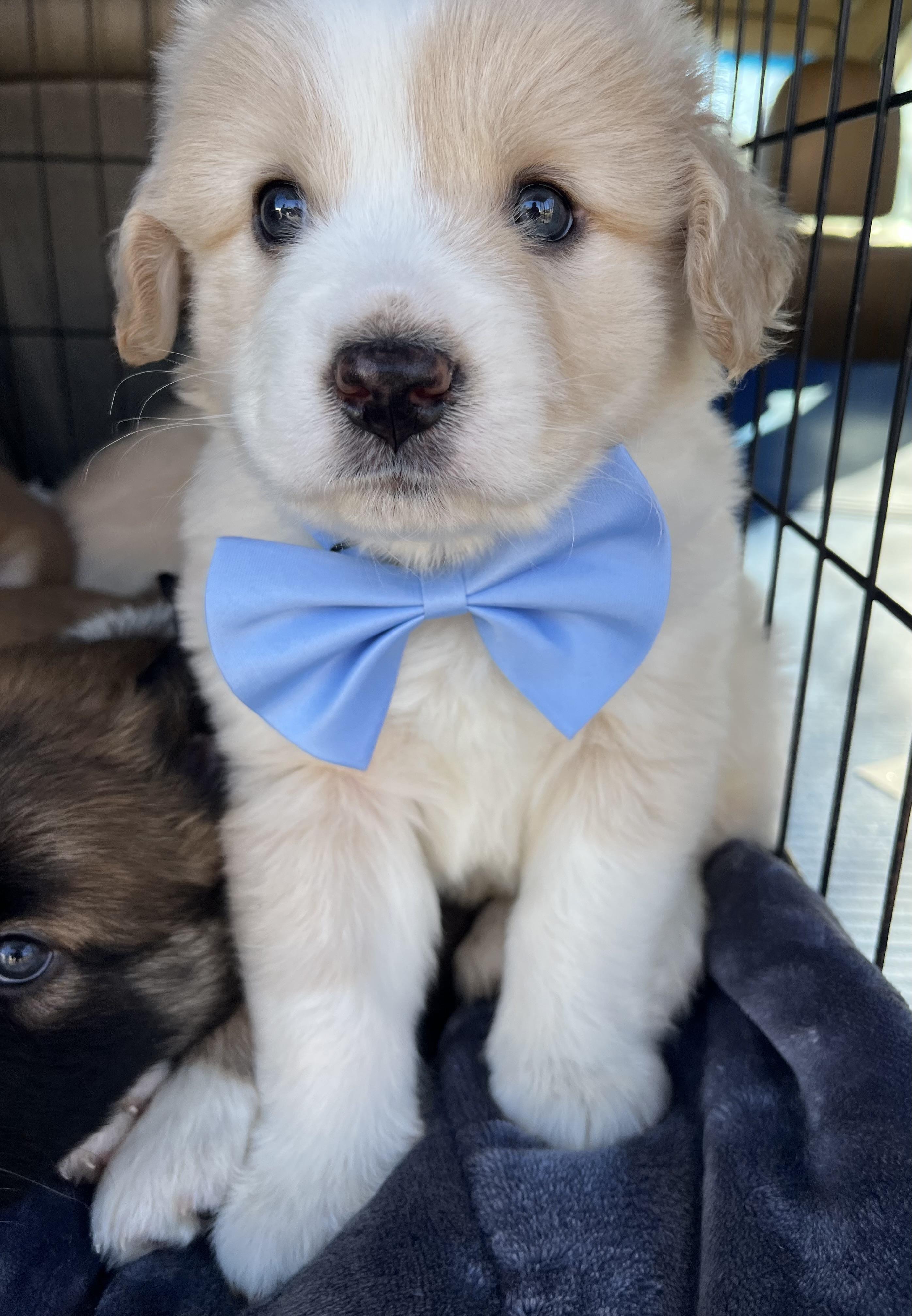 Bean, adopted, Puppy Male Great Pyrenees & Mixed Breed.