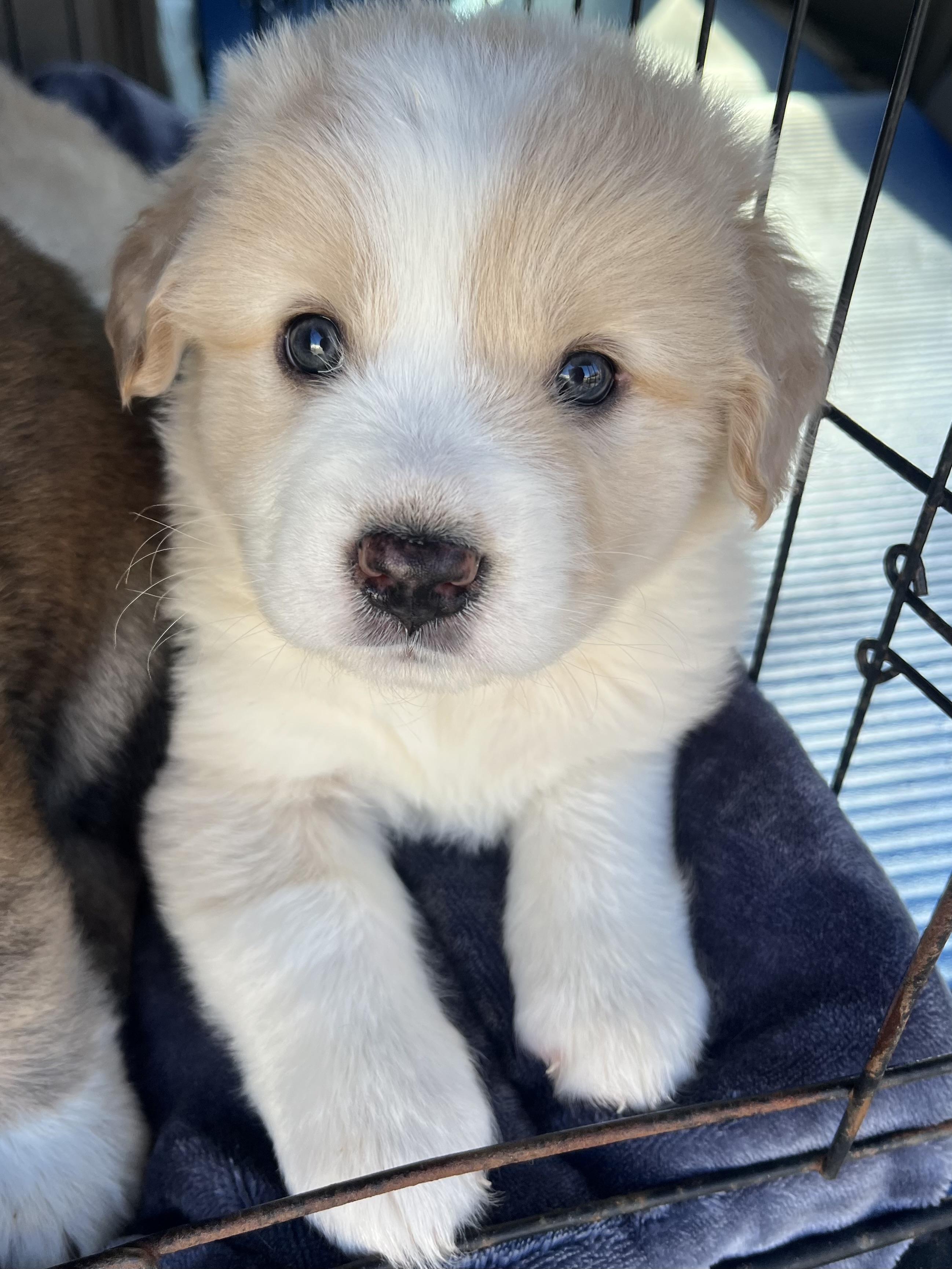 Enlarge Bean, an adopted mixed breed in Gilbert, SC image 3/6