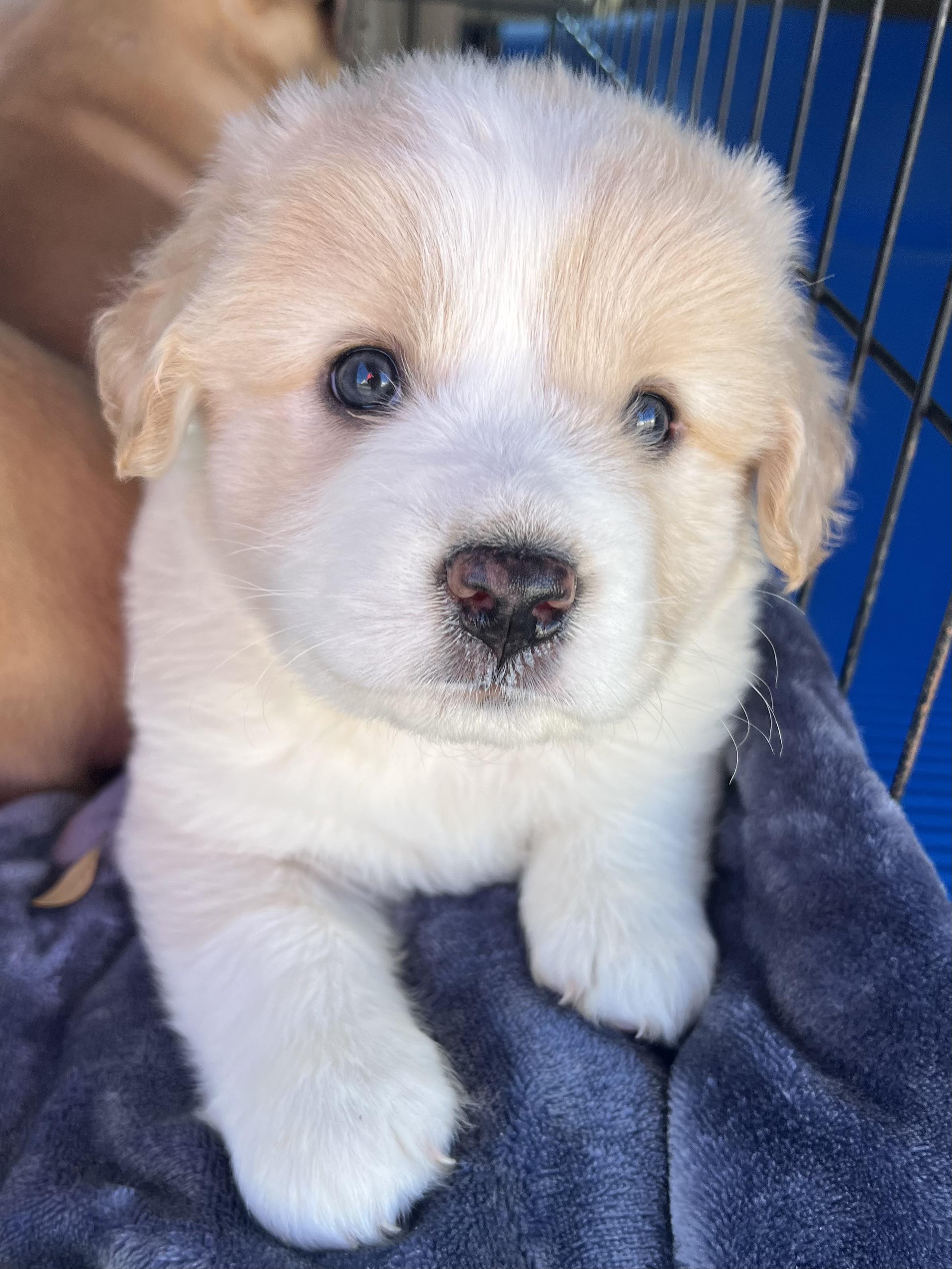 Enlarge Bean, an adopted mixed breed in Gilbert, SC image 5/6