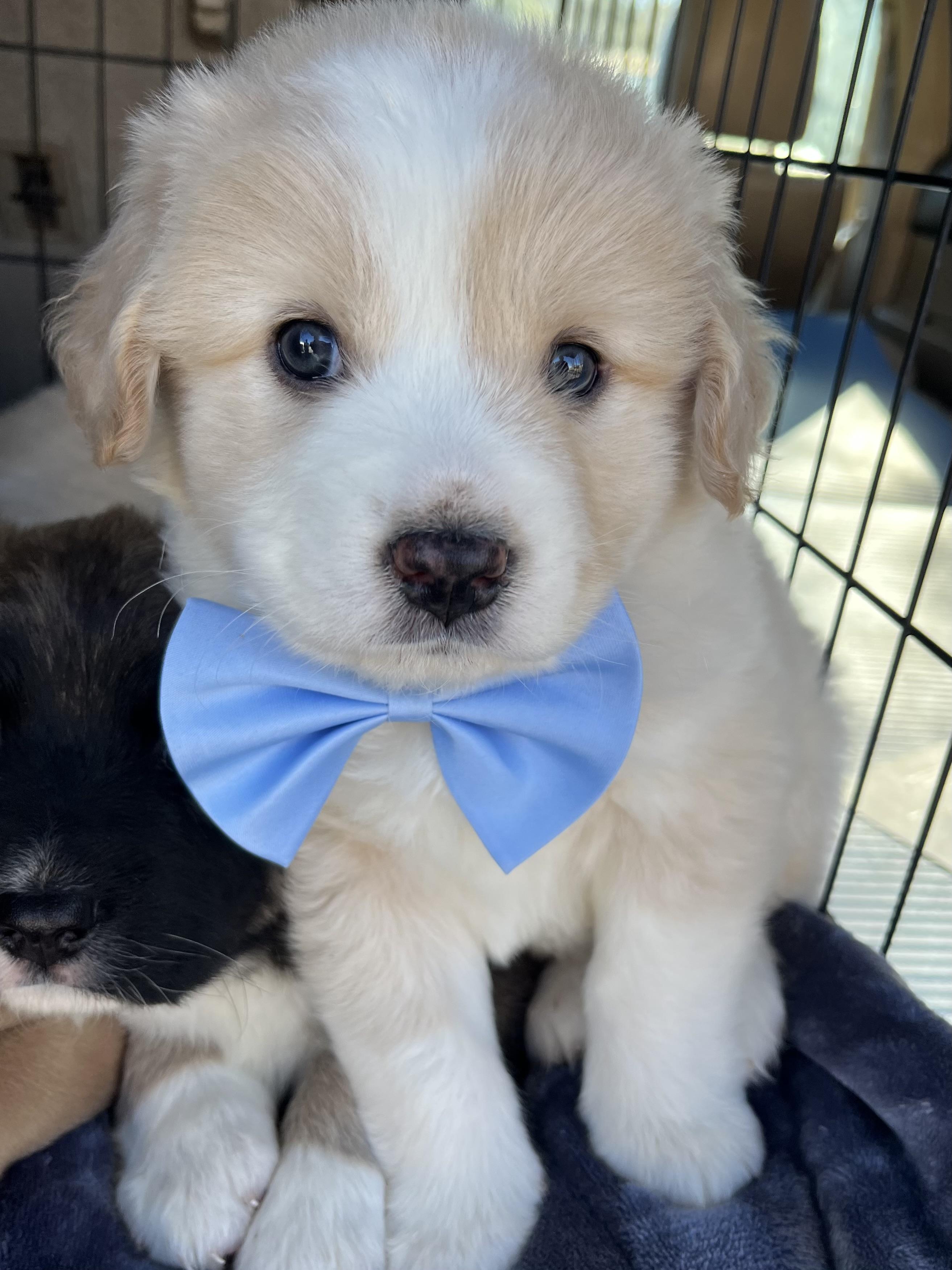 Enlarge Bean, an adopted mixed breed in Gilbert, SC image 2/6