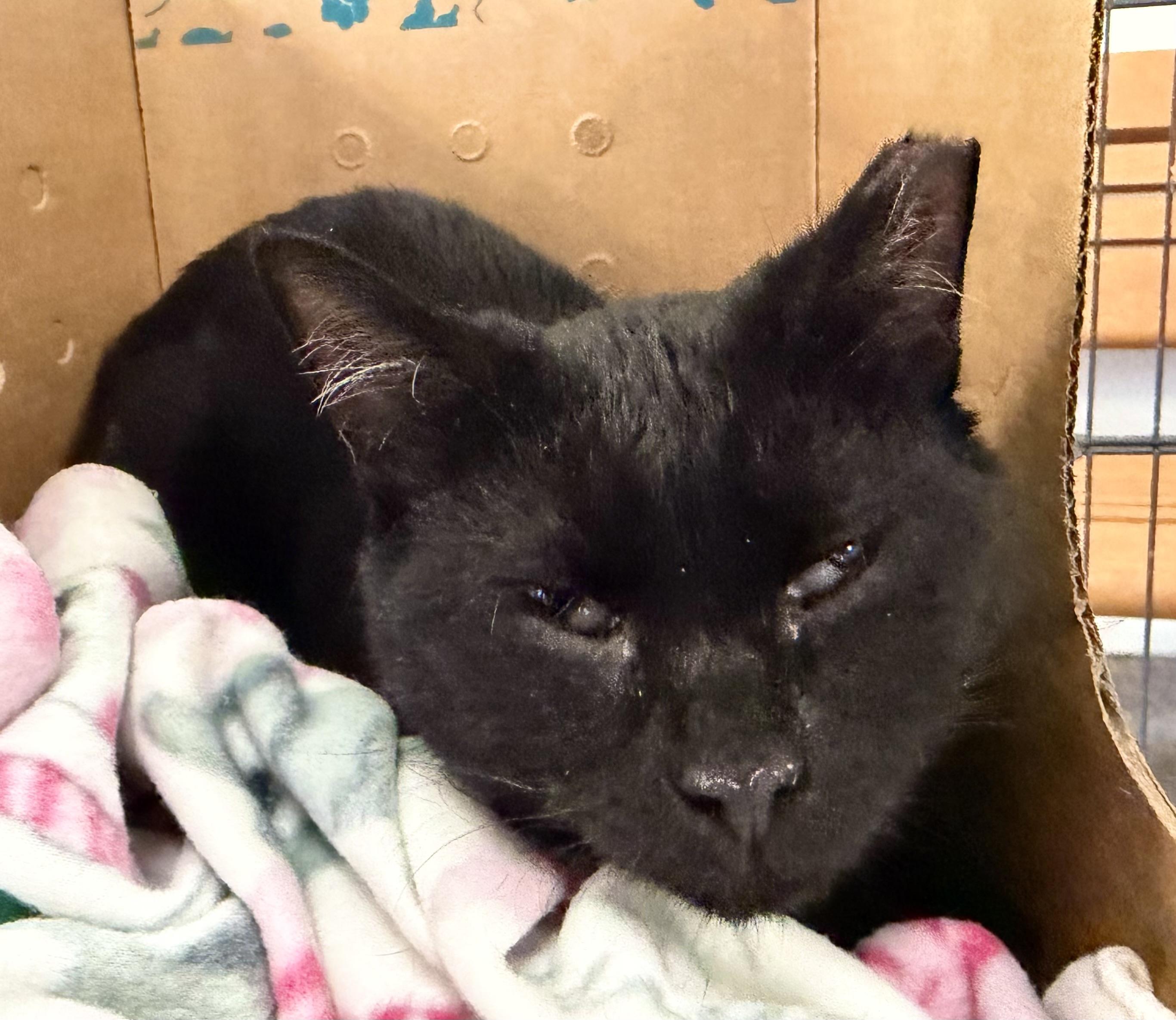 Enlarge Lavender, a Adoptable mixed breed in Pocatello, ID image 2/5