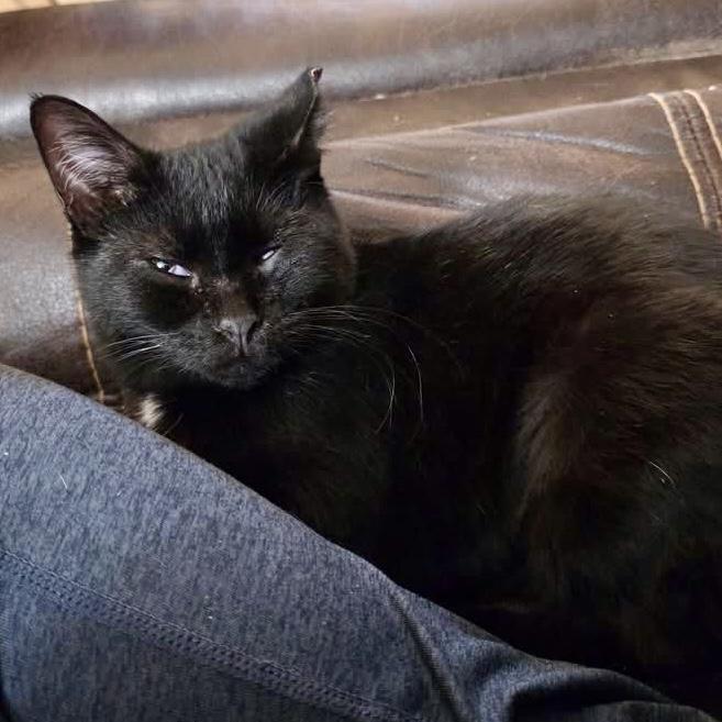 Enlarge Lavender, a Adoptable mixed breed in Pocatello, ID image 1/5