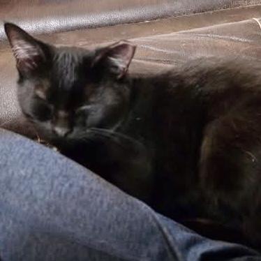 Enlarge Lavender, a Adoptable mixed breed in Pocatello, ID image 5/5