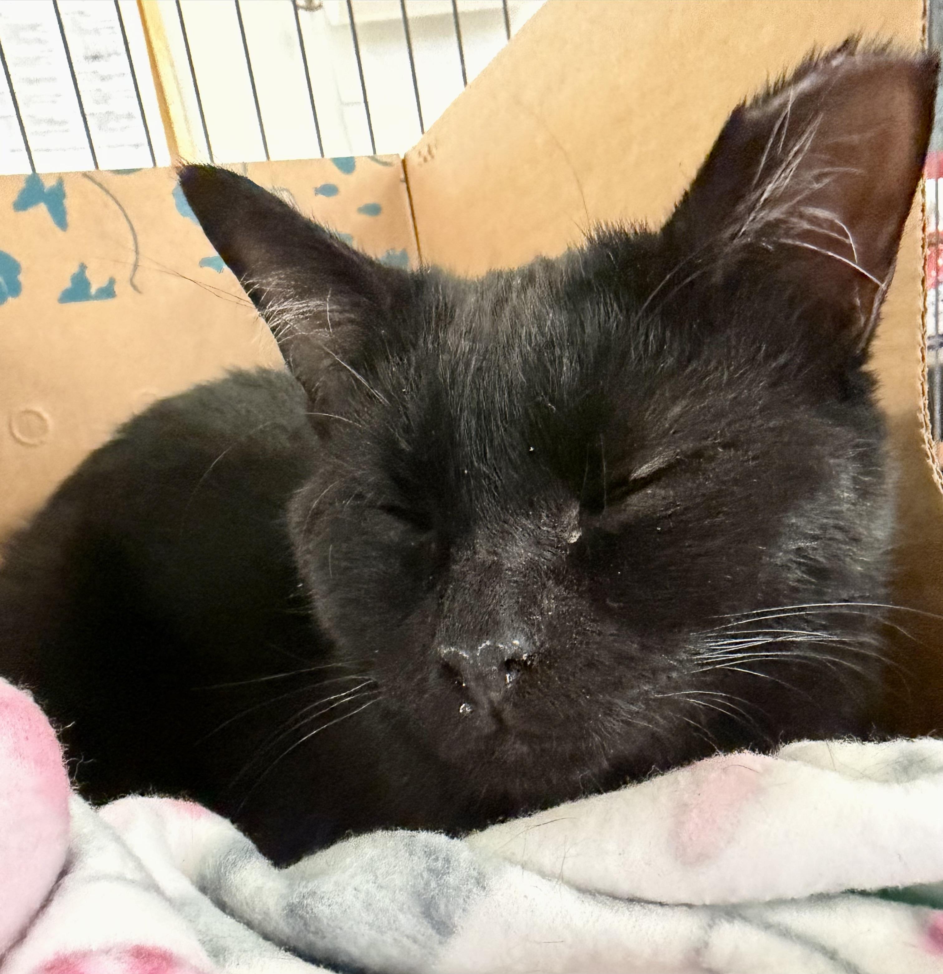 Enlarge Lavender, a Adoptable mixed breed in Pocatello, ID image 4/5