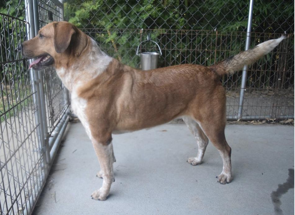 Enlarge Motley, a Adoptable mixed breed in Centerville, GA image 2/2