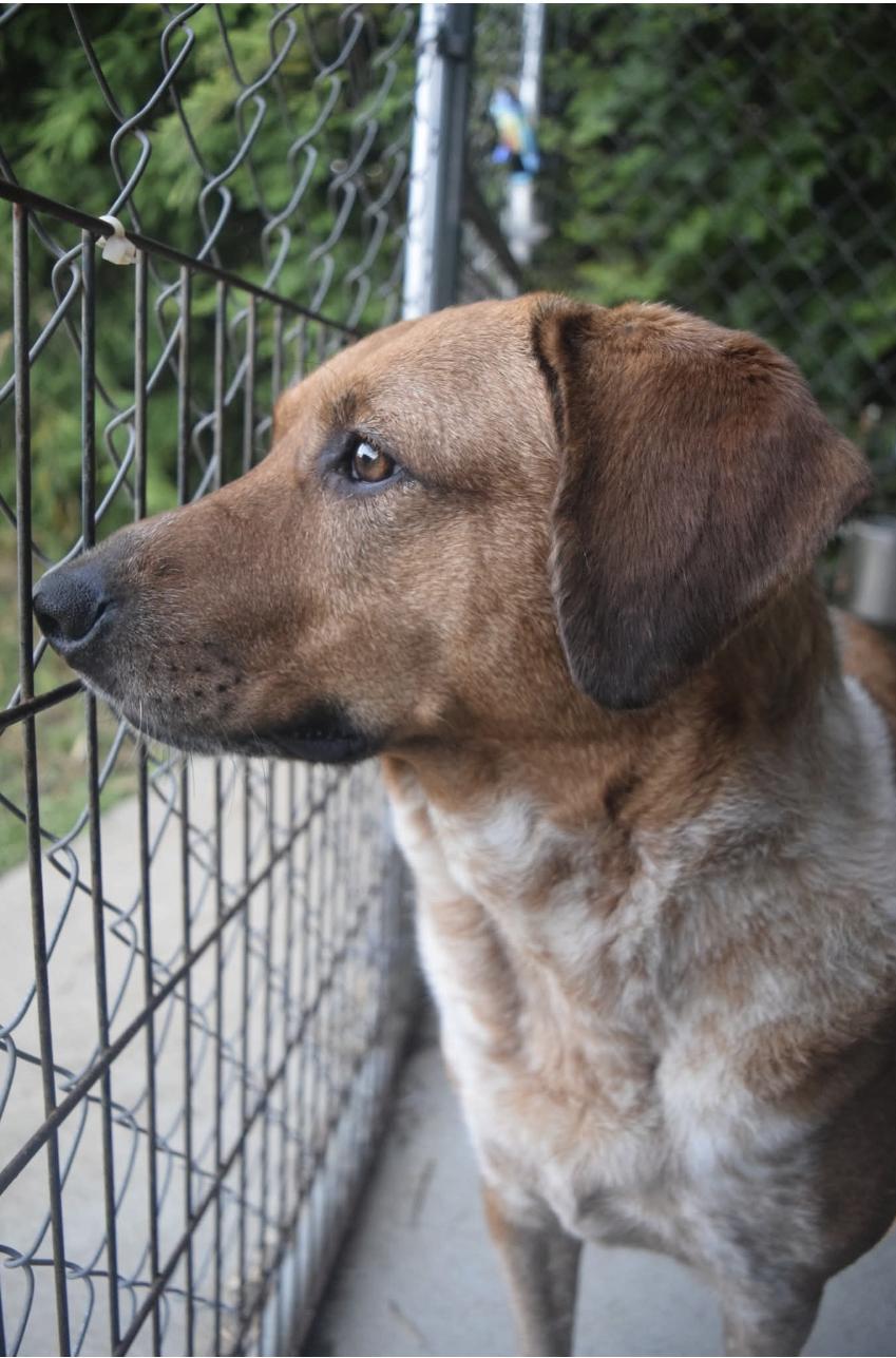 Motley, Adoptable, Adult Female Beagle & Australian Cattle Dog / Blue Heeler.