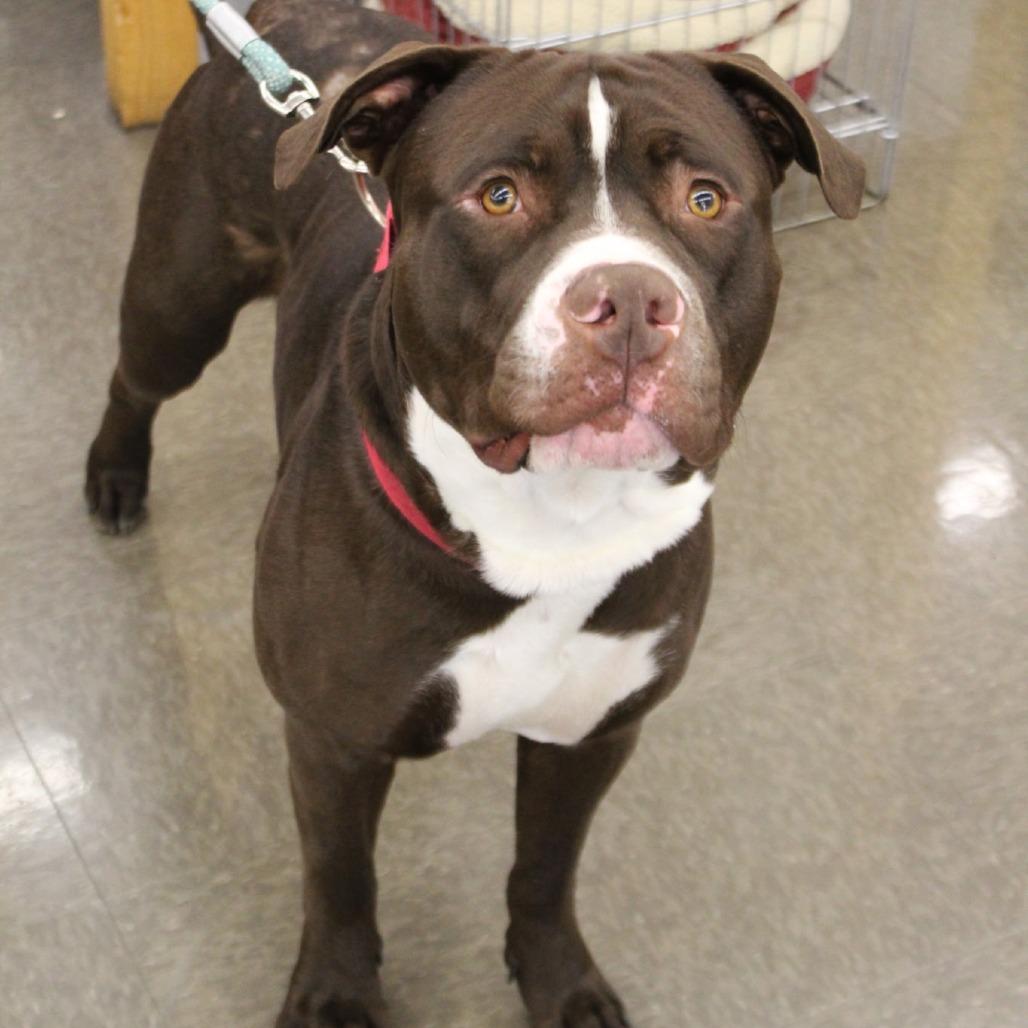 Enlarge Champ, a Adoptable Pit Bull Terrier in Lima, OH image 2/6