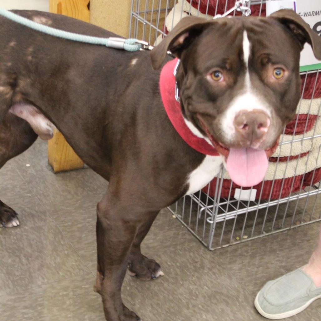 Enlarge Champ, a Adoptable Pit Bull Terrier in Lima, OH image 3/6