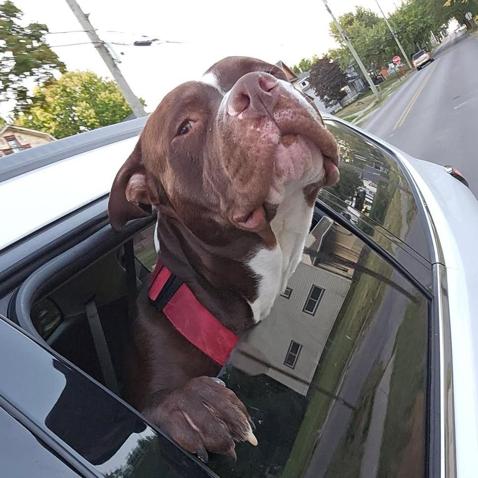 Enlarge Champ, a Adoptable Pit Bull Terrier in Lima, OH image 5/6