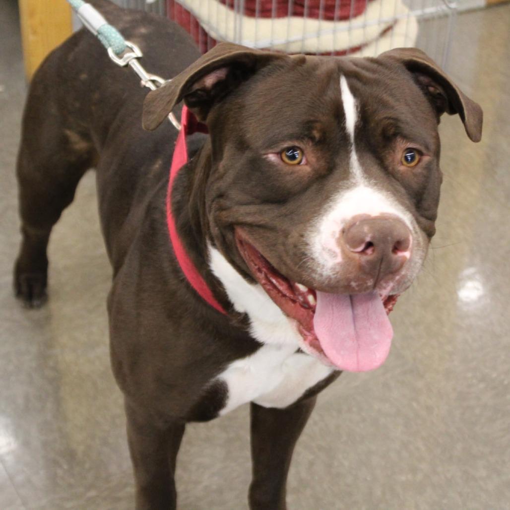 Enlarge Champ, a Adoptable Pit Bull Terrier in Lima, OH image 6/6