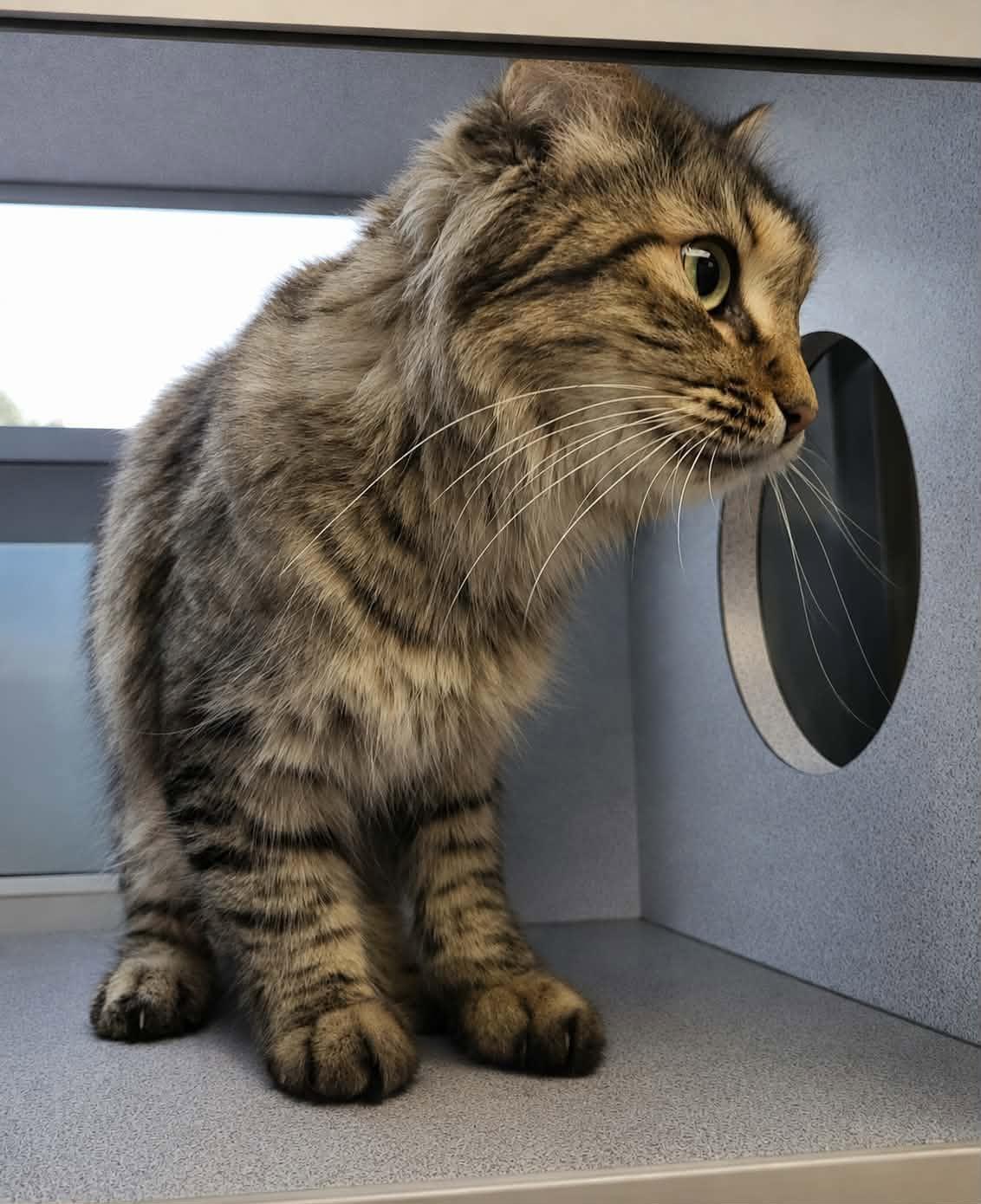 Ellie, Adoptable, Senior Female Domestic Medium Hair.
