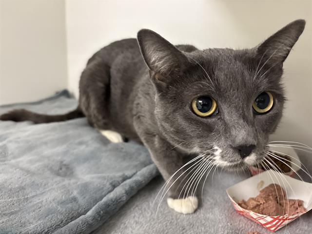 STORMY, Adoptable, Adult Female Domestic Short Hair.