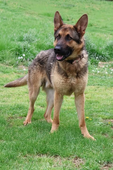 Leonardo, a Adoptable mixed breed in Columbia, TN image 1/3