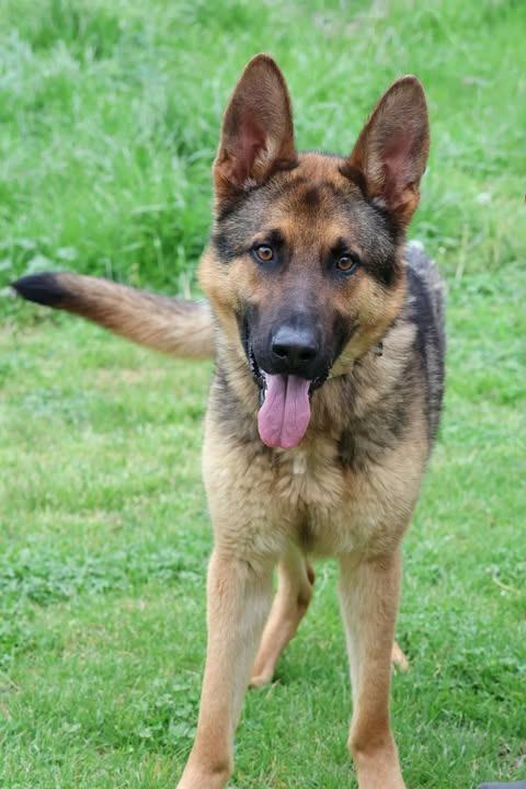 Leonardo, a Adoptable mixed breed in Columbia, TN image 2/3