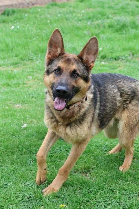 Leonardo, a Adoptable mixed breed in Columbia, TN image 3/3