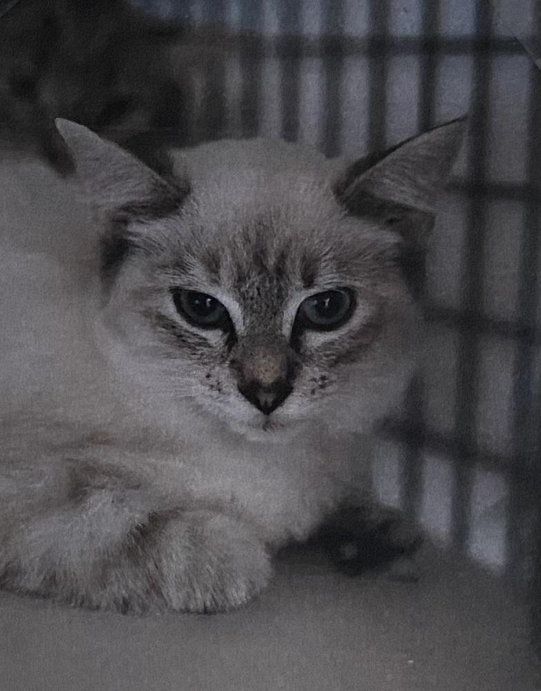 Enlarge Lotus, a Adoptable mixed breed in Fort Madison, IA image 1/1