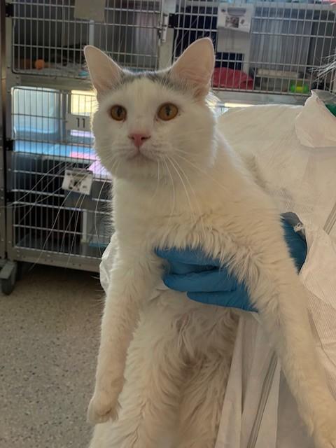 Enlarge LANCE, a Adoptable Domestic Long Hair in Brighton, CO image 1/1