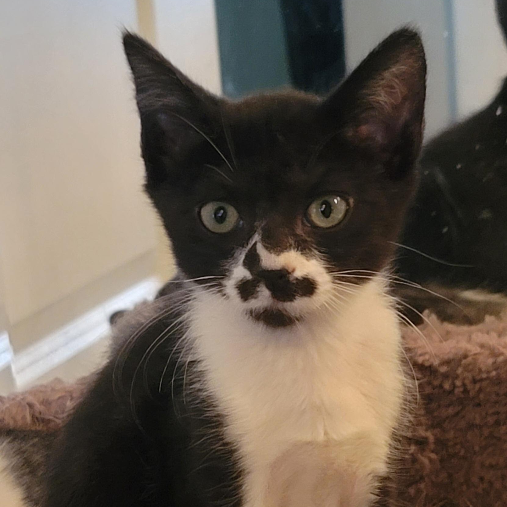Enlarge Angelo, a Adoptable Domestic Short Hair in Orlando, FL image 1/5