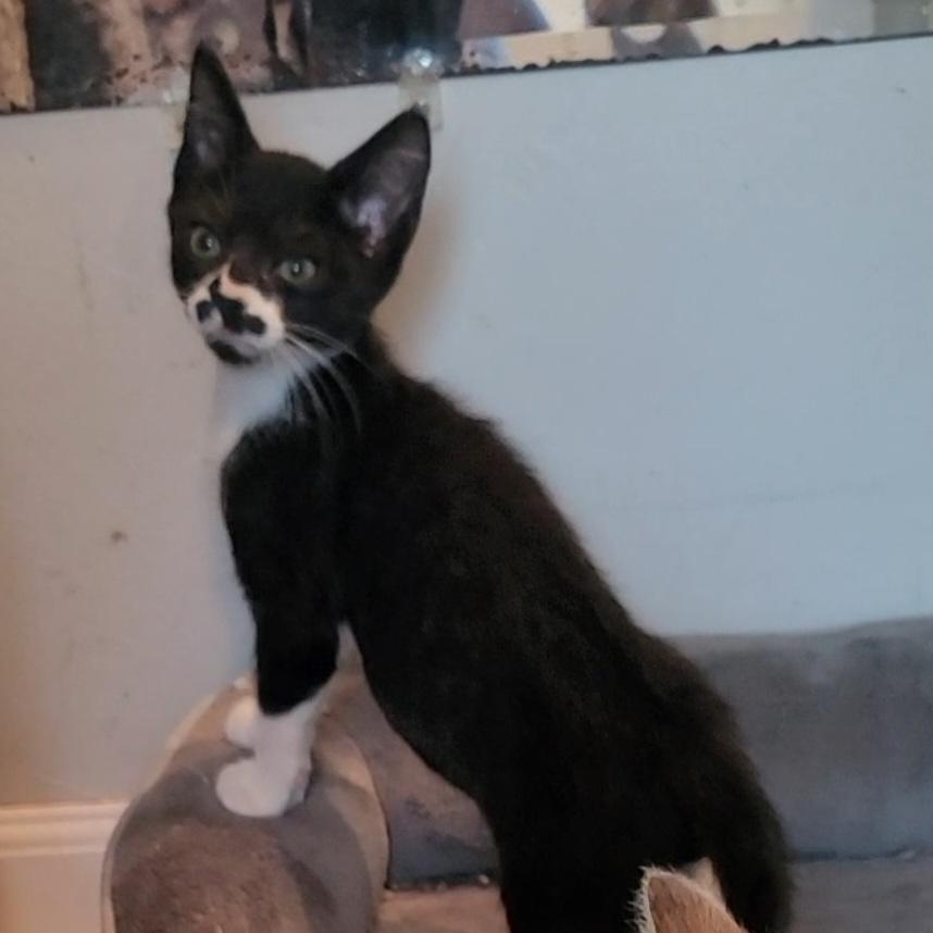 Enlarge Angelo, a Adoptable Domestic Short Hair in Orlando, FL image 2/5