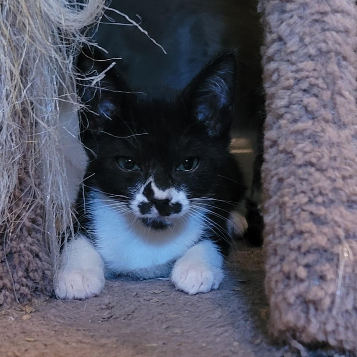 Enlarge Angelo, a Adoptable Domestic Short Hair in Orlando, FL image 3/5