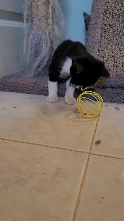 Enlarge Angelo, a Adoptable Domestic Short Hair in Orlando, FL video 5/5