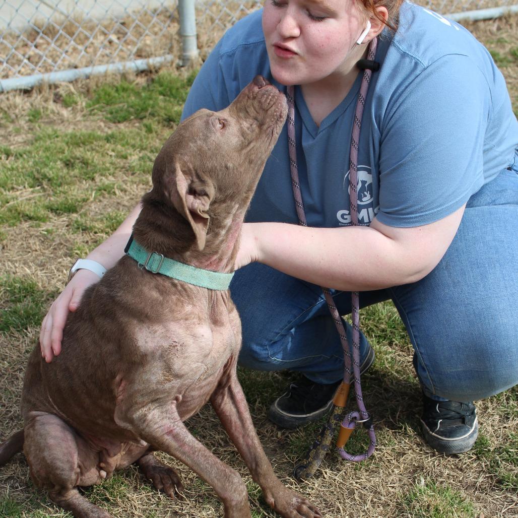 Enlarge Lola Mae, a Adoptable Mixed Breed in Gloucester, VA image 4/6