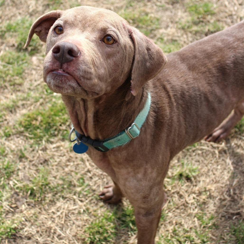 Enlarge Lola Mae, a Adoptable Mixed Breed in Gloucester, VA image 6/6