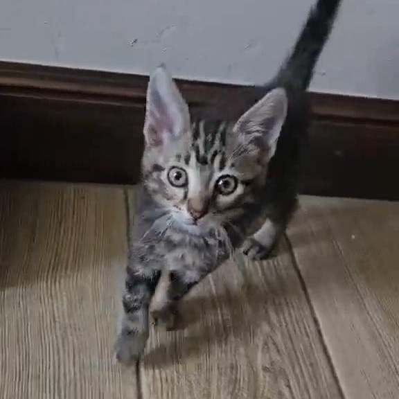 CARBURETOR, ADOPTABLE, Kitten Female Bengal & Tabby.
