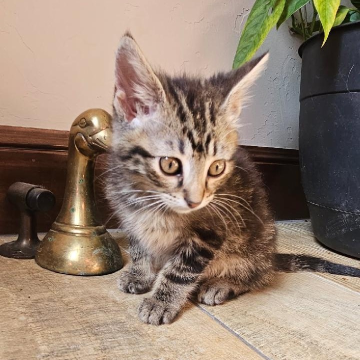 CARBURETOR, ADOPTABLE, Kitten Female Bengal & Tabby.