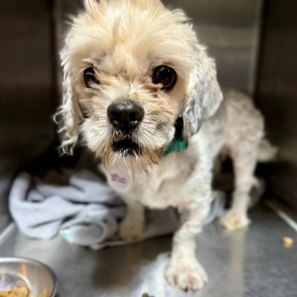 Rootbeer, Adoptable, Adult Male Shih Tzu.