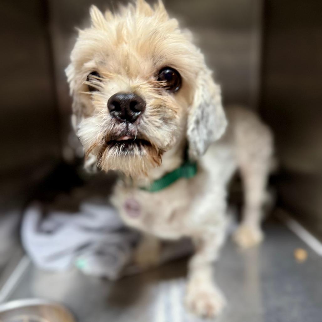 Enlarge Rootbeer, a Adoptable Shih Tzu in West Chester, PA image 2/3