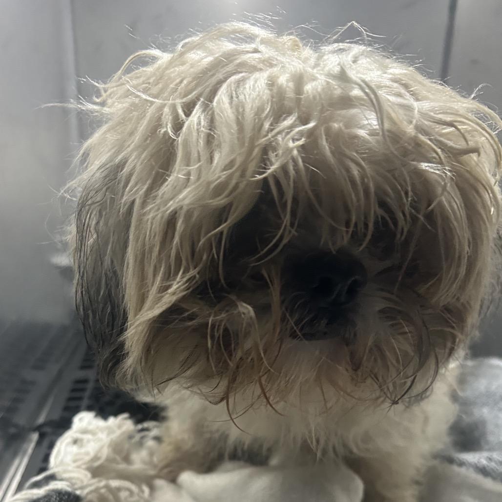 Enlarge Rootbeer, a Adoptable Shih Tzu in West Chester, PA image 3/3