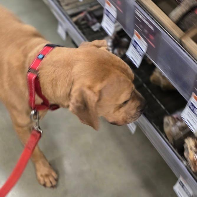 Bella, Adoptable, Adult Female English Bulldog & Hound.