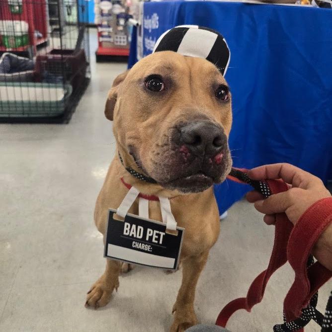 Enlarge Bella, a Adoptable mixed breed in La Plata, MD image 5/6