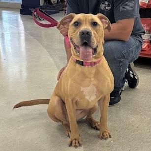 Enlarge Bella, a Adoptable mixed breed in La Plata, MD image 6/6