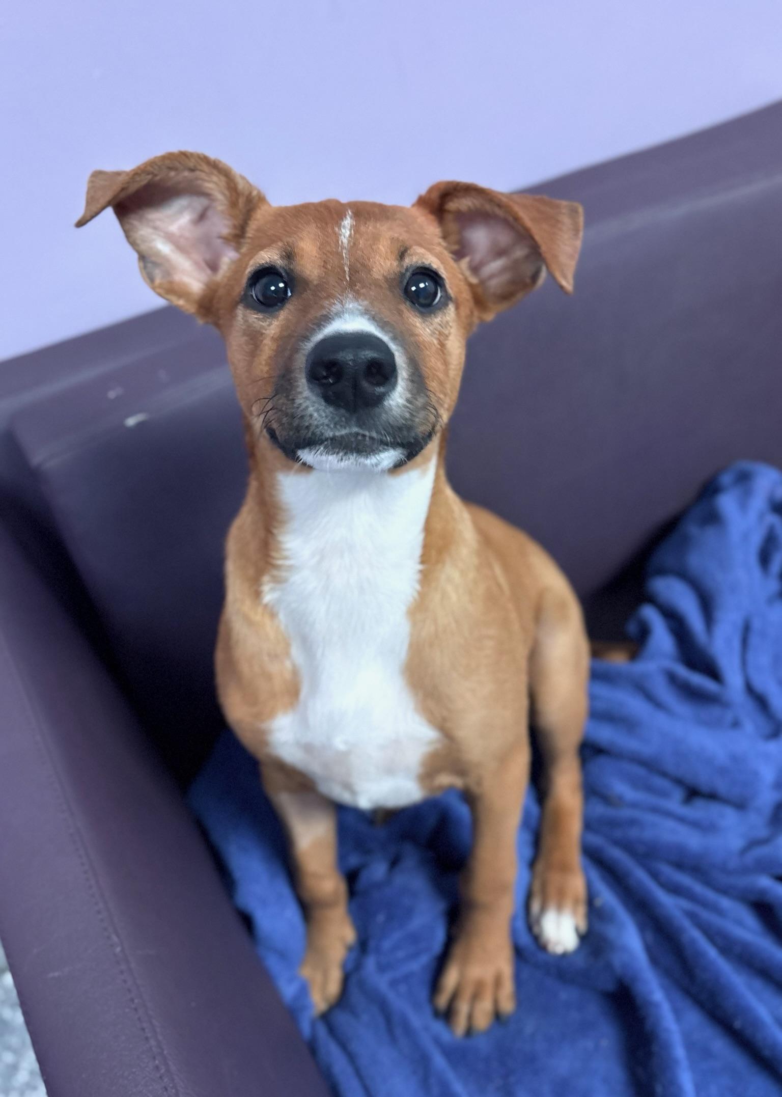 Loop in NH. Come Meet our Adoptable Dogs Wednesday-Saturday. More info in Bio, an adopted mixed breed in Manchester, NH image 2/2