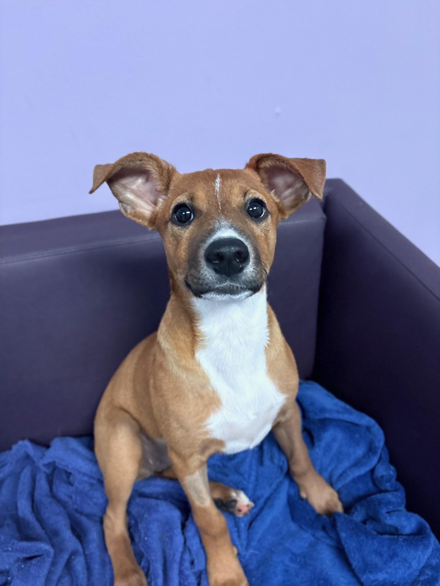 Loop in NH. Come Meet our Adoptable Dogs Wednesday-Saturday. More info in Bio, adopted, Puppy Female Jack Russell Terrier.