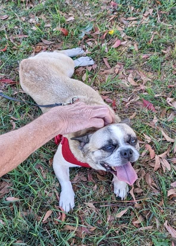 Taz, ADOPTABLE, Adult Male French Bulldog & Mixed Breed.