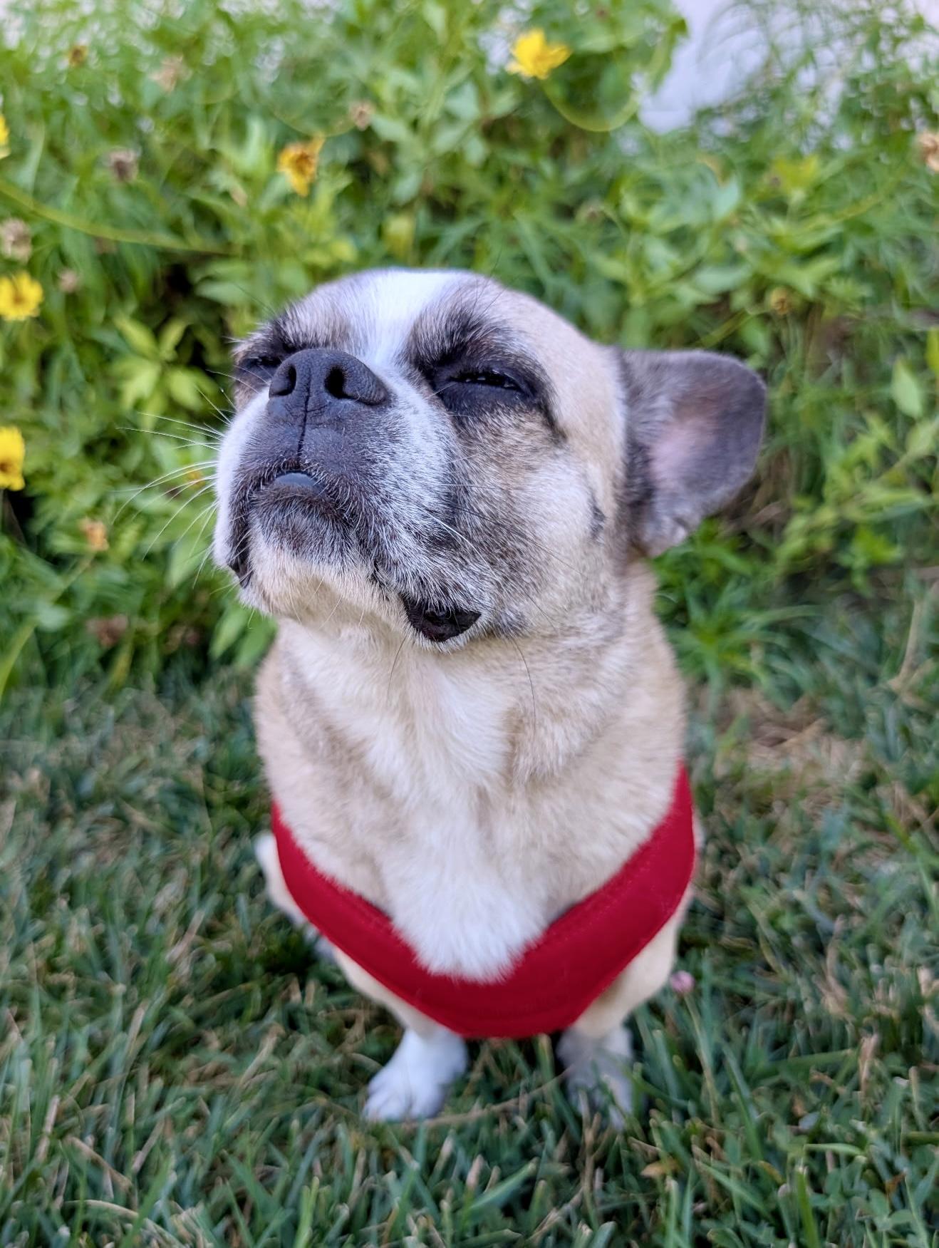 Enlarge Taz, a ADOPTABLE mixed breed in Thousand Oaks, CA image 3/6