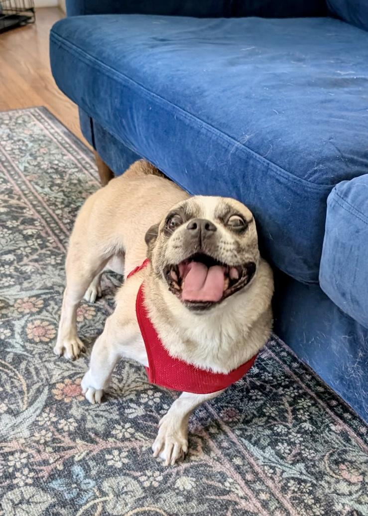 Enlarge Taz, a ADOPTABLE mixed breed in Thousand Oaks, CA image 2/6