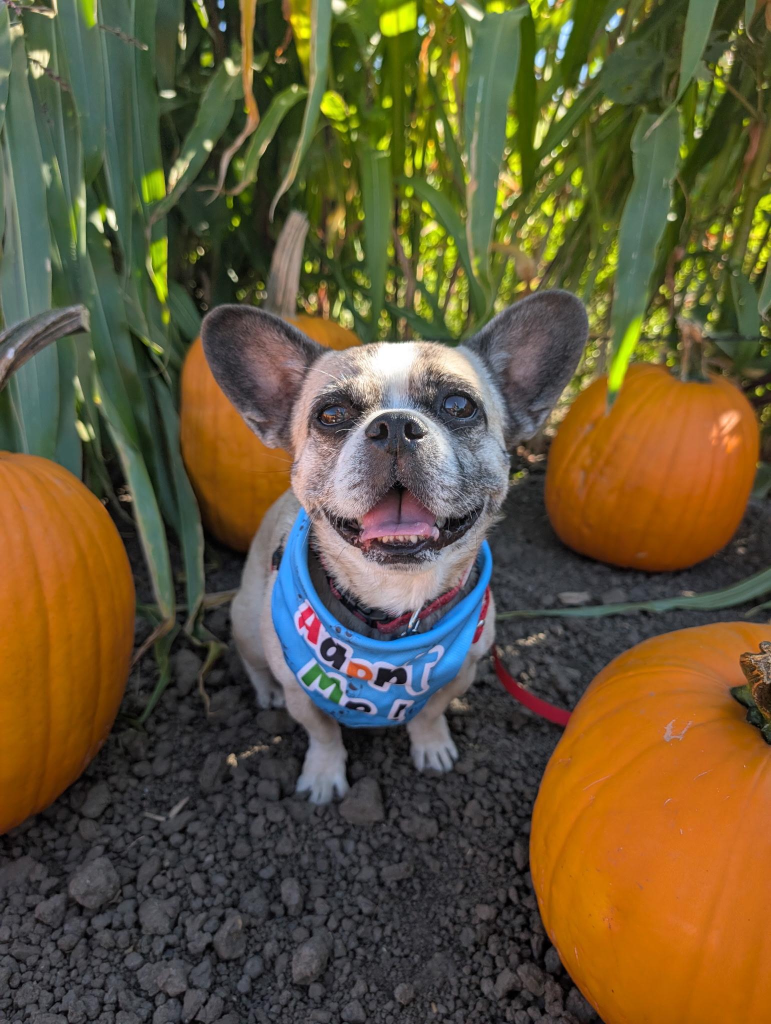 Enlarge Taz, a Adoptable mixed breed in Thousand Oaks, CA image 2/6