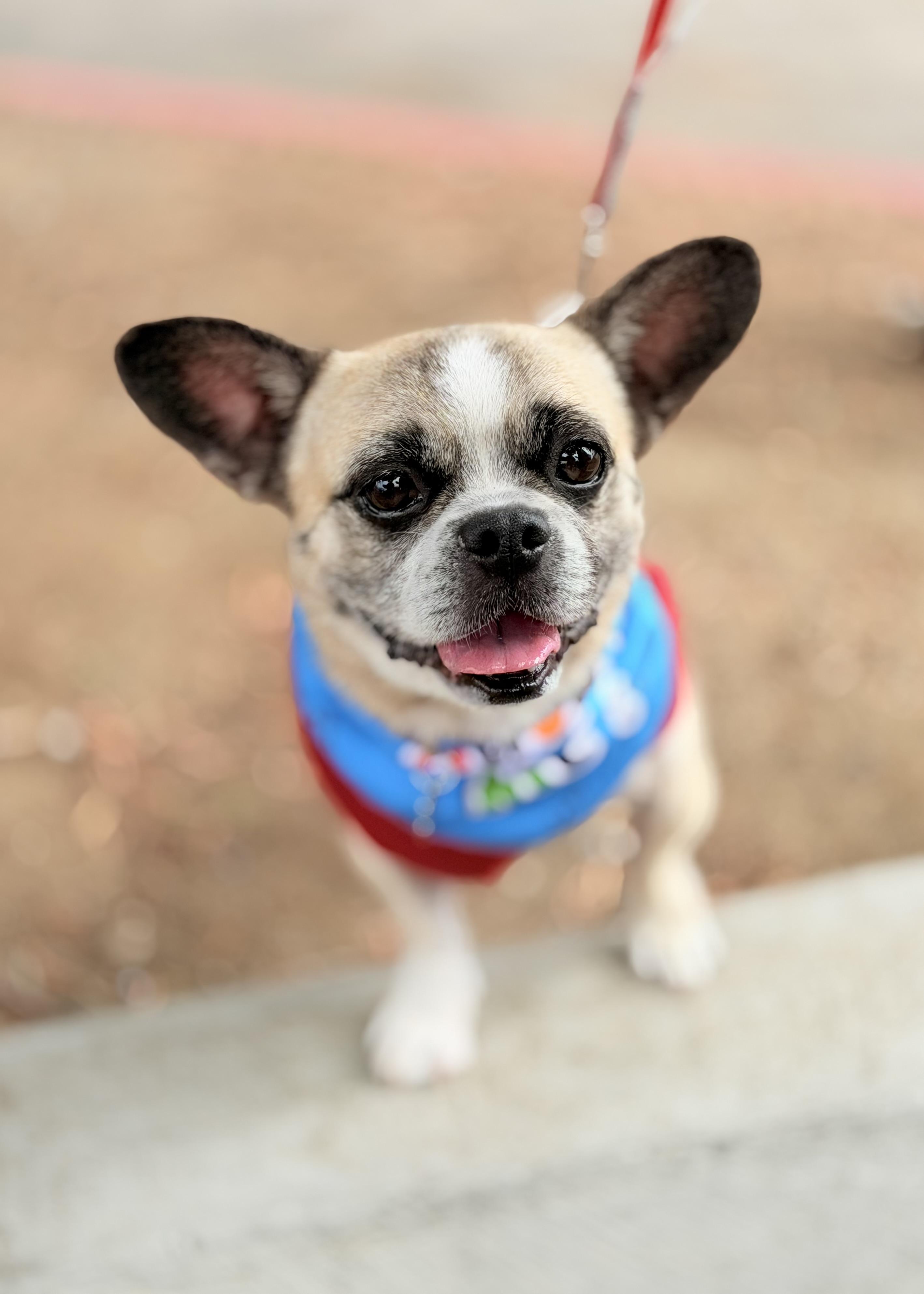 Enlarge Taz, a Adoptable mixed breed in Thousand Oaks, CA image 1/6
